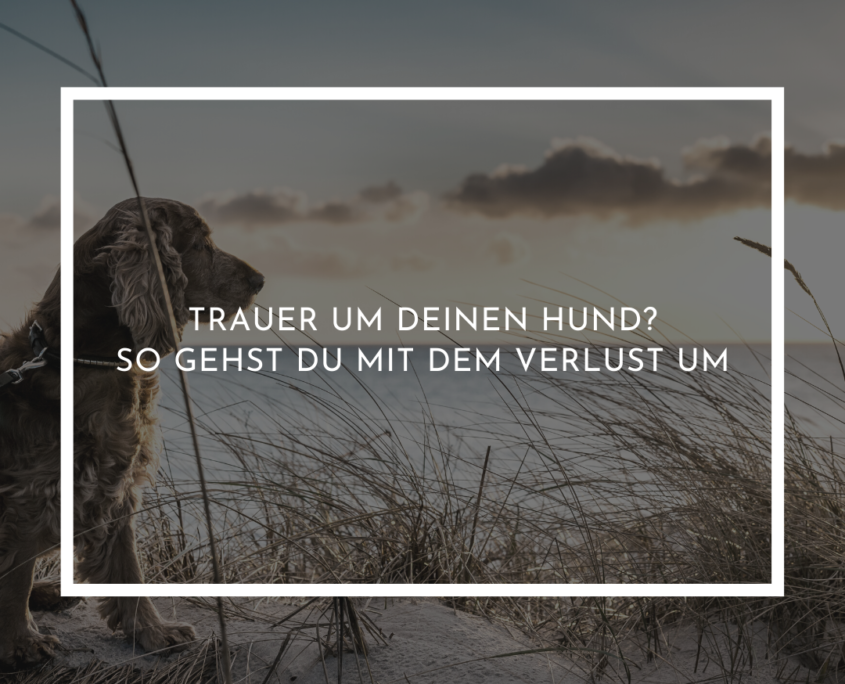Trauer um deinen Hund
