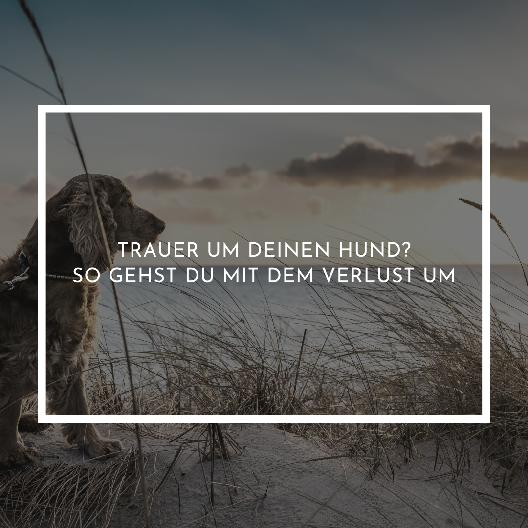 Trauer um deinen Hund